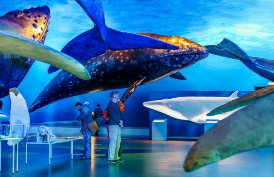 Reykjavik: Whale Watching Excursion & Whale Exhibition - Key Points at a Glance