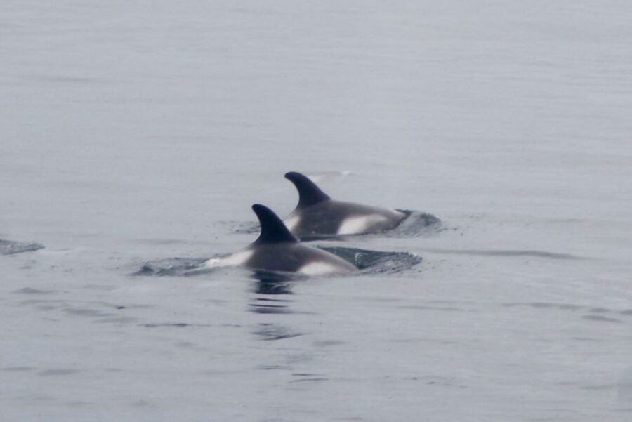 Reykjavik: Whale Watching Excursion & Whale Exhibition - FAQ