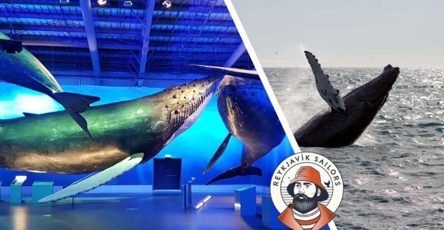 Reykjavik: Whale Watching Excursion & Whale Exhibition - Whale Watching Off Reykjavik: What the Atlantic Portion Is Like