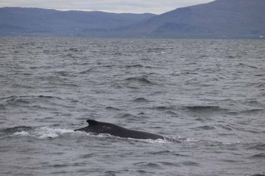 Reykjavik: Whale Watching Excursion & Whale Exhibition - Spotting Whales, Dolphins, and Porpoises: Odds, Species, and Weather Reality