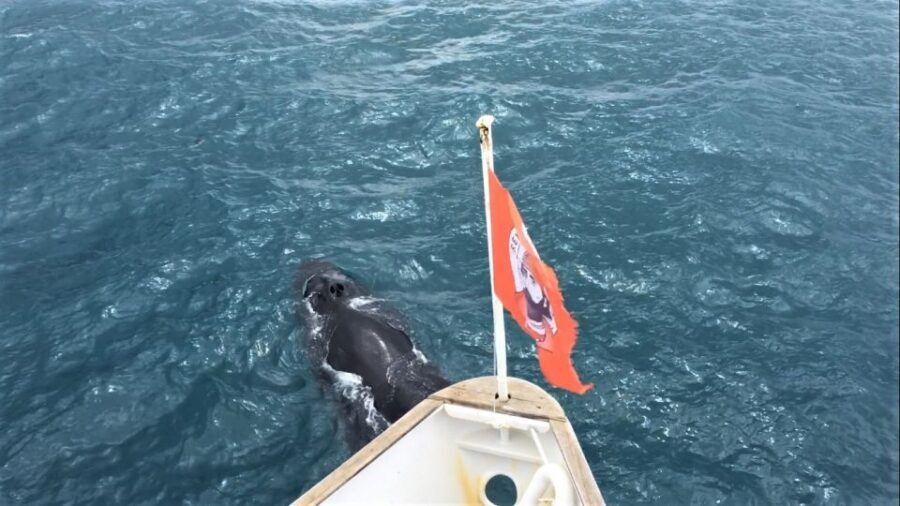 Reykjavik: Whale Watching Excursion & Whale Exhibition - Comfort at Sea: Warm Gear, Heated Cabins, WiFi, and Seasickness Help