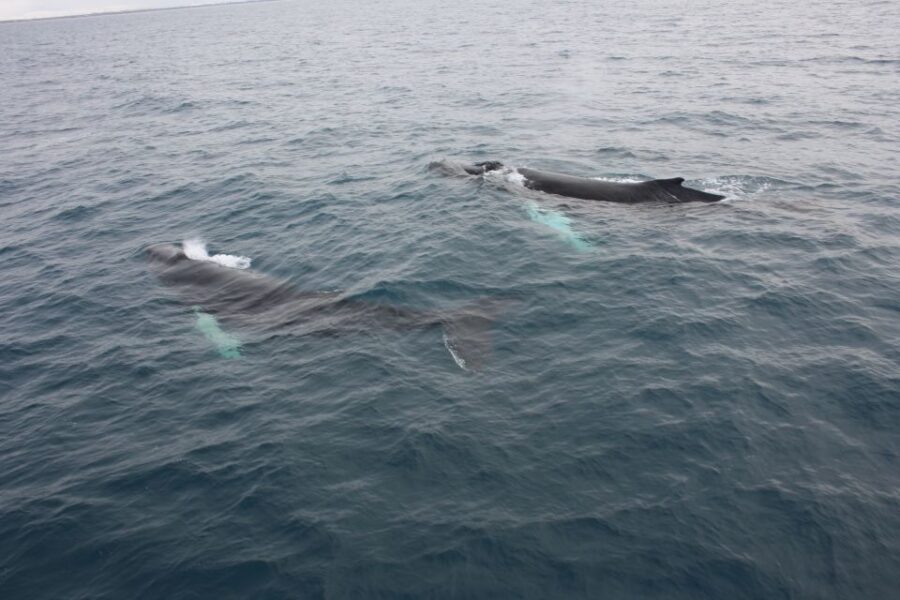 Reykjavik: Whale Watching Excursion & Whale Exhibition - Value and Price: Is $160 Worth It in Reykjavik?