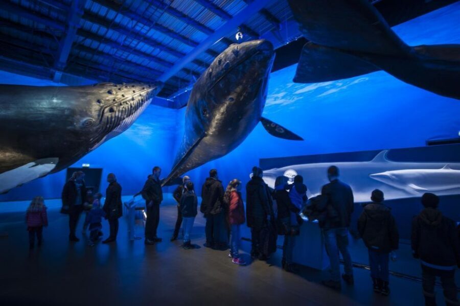 Reykjavik: Whale Watching Excursion & Whale Exhibition - Who Should Book This, and Who Might Be Happier Elsewhere