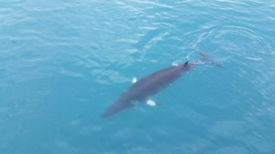 Reykjavik: Whale Watching Excursion & Whale Exhibition - Should You Book Reykjavik Whale Watching and Whales of Iceland?