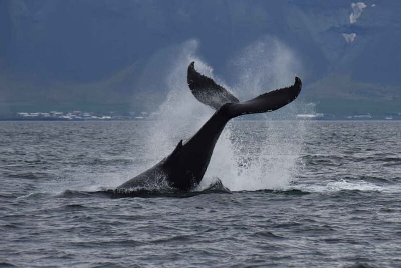Reykjavik: Whale Watching Express - Key Points Before You Go