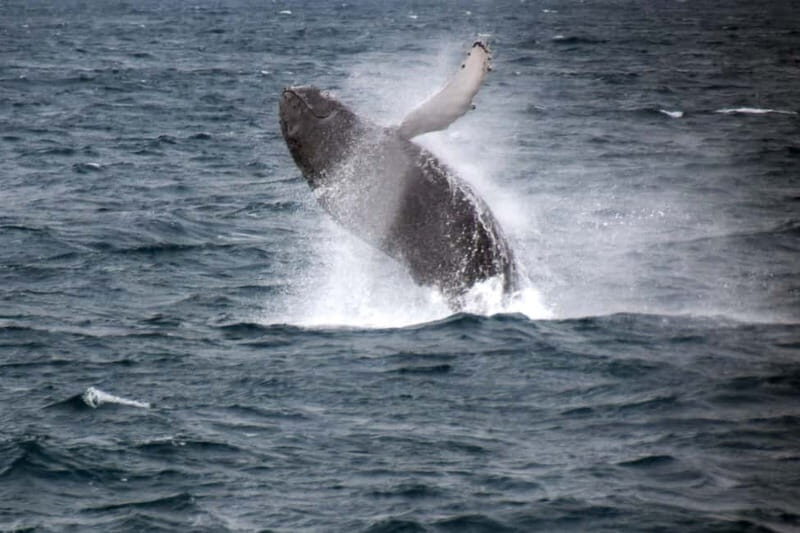 Reykjavik: Whale Watching Express - Old Harbor Check-In: Quick City Access, Simple Start
