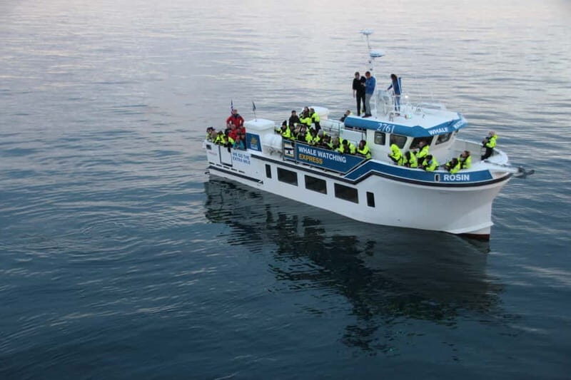 Reykjavik: Whale Watching Express - Deck Time and Spotting Marine Life: What You’re Likely to See