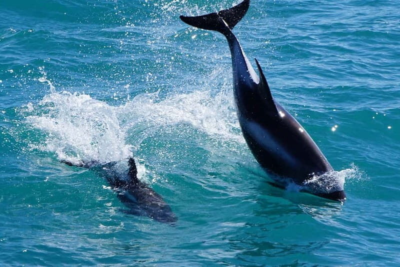 Reykjavik: Whale Watching Express - Guides Who Keep It Fun: Live English Commentary On the Move