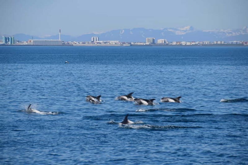 Reykjavik: Whale Watching Express - Comfort, Safety, and the Weather Reality Check
