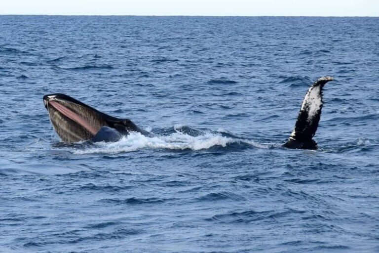 Reykjavik: Whale Watching Express