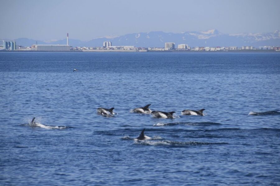 Reykjavik: Whale Watching Express - Should You Book This Whale Watching Express?