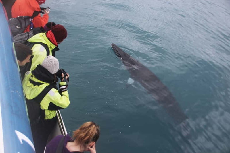 Reykjavik: Whale Watching Express - FAQ
