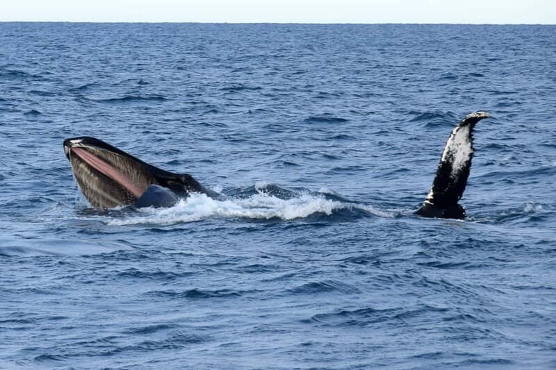 Reykjavik: Whale Watching Express - The 20–30 Minute Run to the Whales: Why Fast Feels Better