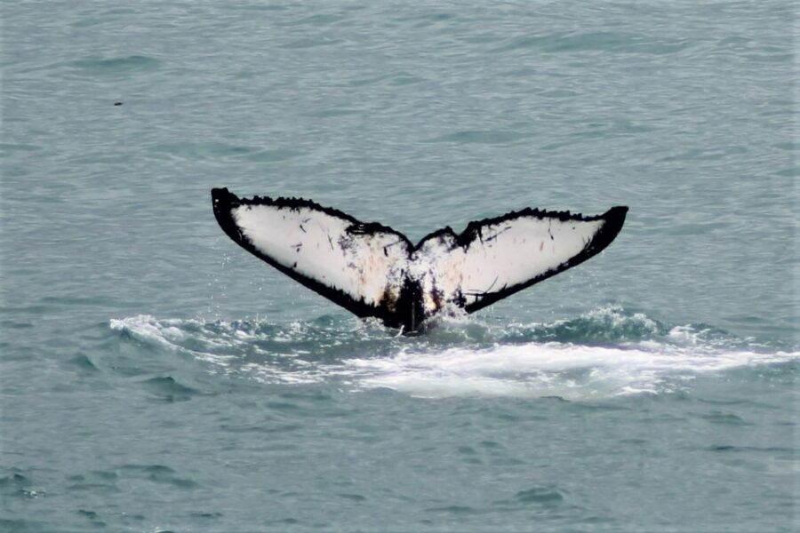 Reykjavik: Whale Watching in Faxaflói Bay & Live Lava Show - Key Points Before You Go