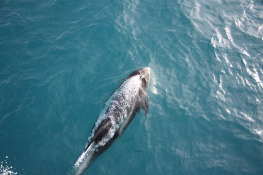 Reykjavik: Whale Watching in Faxaflói Bay & Live Lava Show - What the Guides Add: Species Clarity That Makes Sightings Better