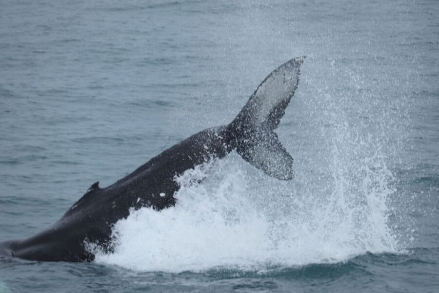 Reykjavik: Whale Watching in Faxaflói Bay & Live Lava Show - Should You Book Reykjavik Whale Watching and the Live Lava Show?