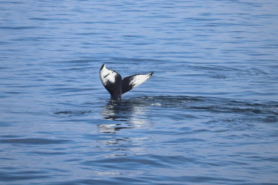 Reykjavik: Whale Watching Morning Expedition - Key Points You’ll Care About