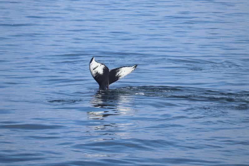 Reykjavik: Whale Watching Morning Expedition - From Old Harbour to Faxaflói Bay: The 3.5-Hour Plan