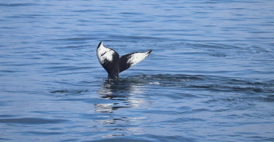 Reykjavik: Whale Watching Morning Expedition - What You Might See in 2.5 Hours: Whales, Dolphins, Porpoises, and More