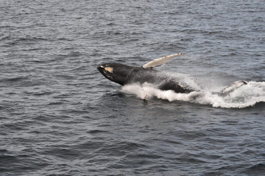 Reykjavik: Whale Watching Morning Expedition - Birds Overhead and Camera-Friendly Views Along the Coast