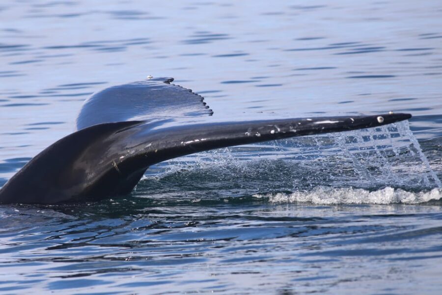Reykjavik: Whale Watching Morning Expedition - Price and Value: What $103 Buys (and What Costs Extra)