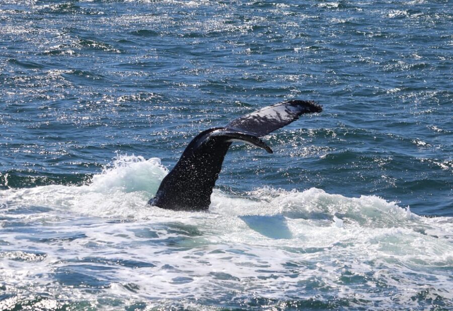 Reykjavik: Whale Watching Morning Expedition - Should You Book This Morning Whale Watching Trip?