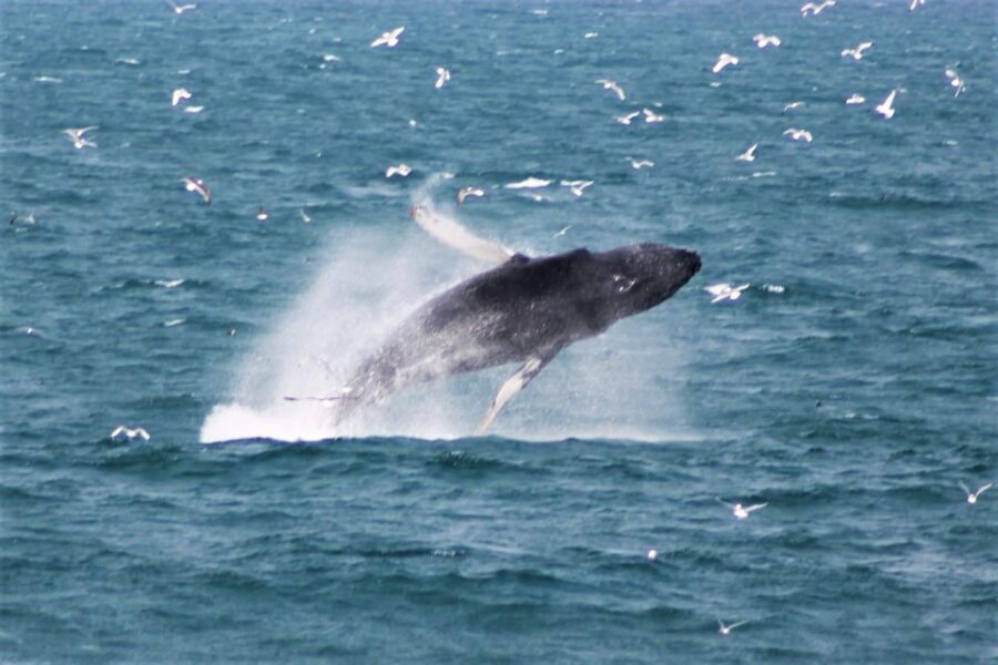 Reykjavik: Whale Watching & Northern Lights Combo Cruise - Reykjavik Break Time: Use the Pause to Reset