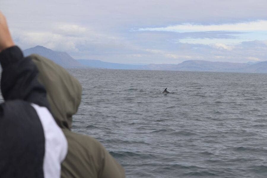 Reykjavik: Whale Watching & Northern Lights Combo Cruise - Evening Northern Lights Cruise: Heated Comfort Meets Real Sky Time