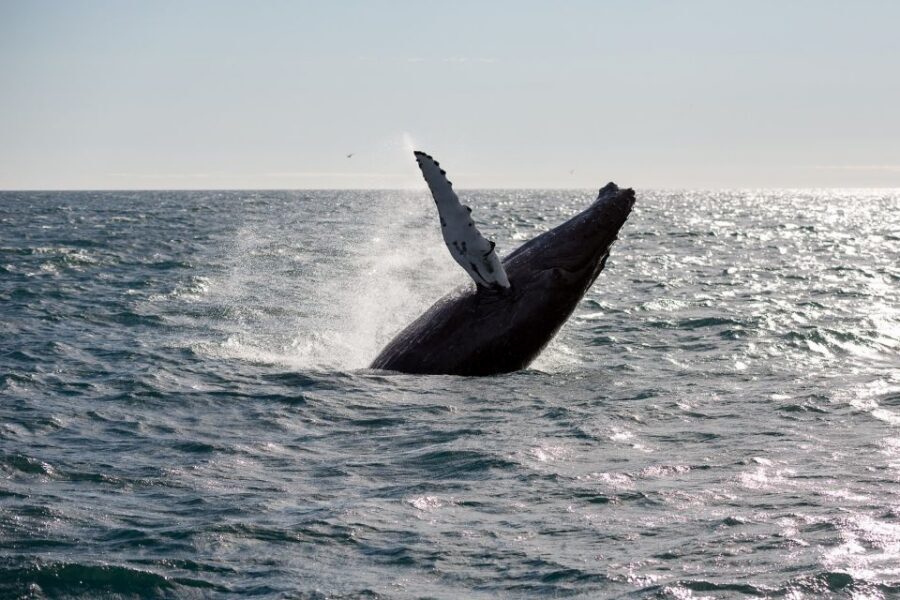 Reykjavik: Whale Watching & Northern Lights Combo Cruise - Packing Checklist That Keeps You Comfortable (Not Just Alive)