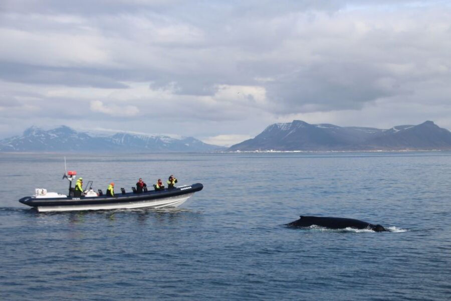 Reykjavik: Whale Watching Tour by RIB Boat - Key things I’d highlight before you go