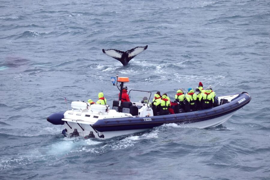 Reykjavik: Whale Watching Tour by RIB Boat - Should you book the Reykjavík Whale Watching by RIB Boat?