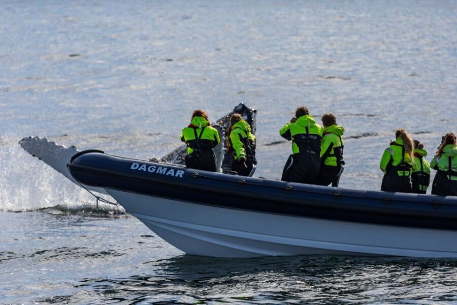 Reykjavik: Whale Watching Tour by RIB Boat - Why a Reykjavík RIB whale watch works so well in Faxaflói Bay