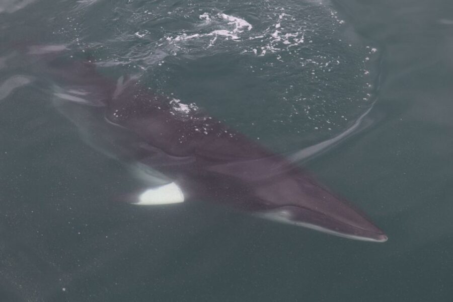 Reykjavik: Whale Watching Tour by RIB Boat - The Akurey puffins stop: a seasonal bonus you shouldn’t skip in summer