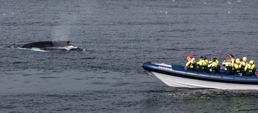 Reykjavik: Whale Watching Tour by RIB Boat - Safety and expectations: what a weather-dependent outing feels like