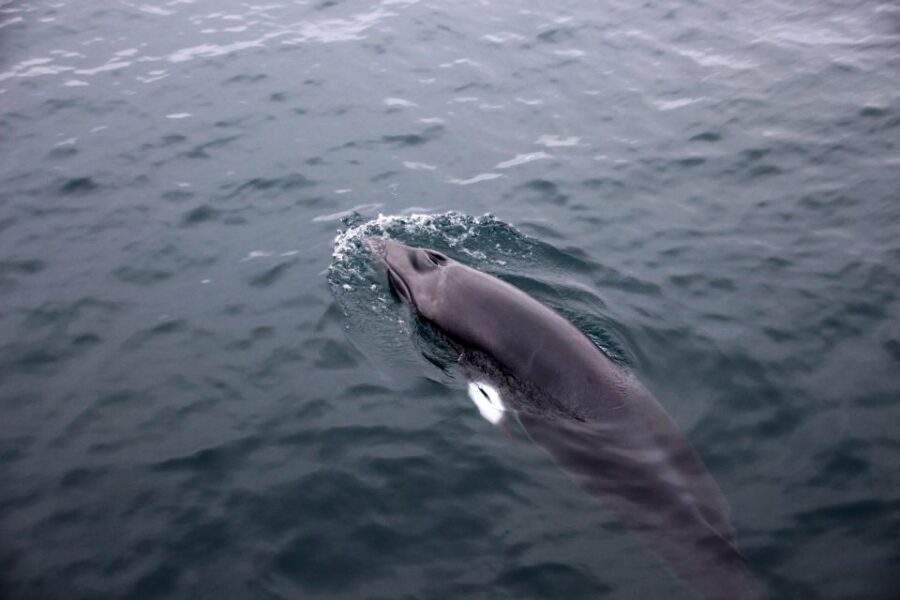 Reykjavik: Whale Watching Tour by RIB Boat - Who should book this RIB whale watching tour