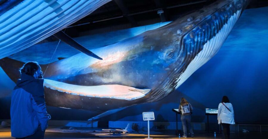 Reykjavik: Whale Watching Tour, Whales of Iceland Exhibition - Key points to know before you go