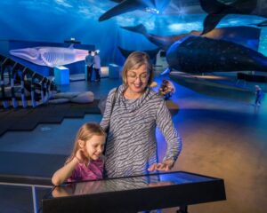 Reykjavik: Whale Watching Tour, Whales of Iceland Exhibition - Marine life odds: what species you’re most likely to spot