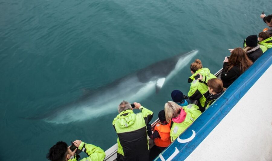 Reykjavik: Whale Watching Tour, Whales of Iceland Exhibition - What’s included (and how it affects your budget)
