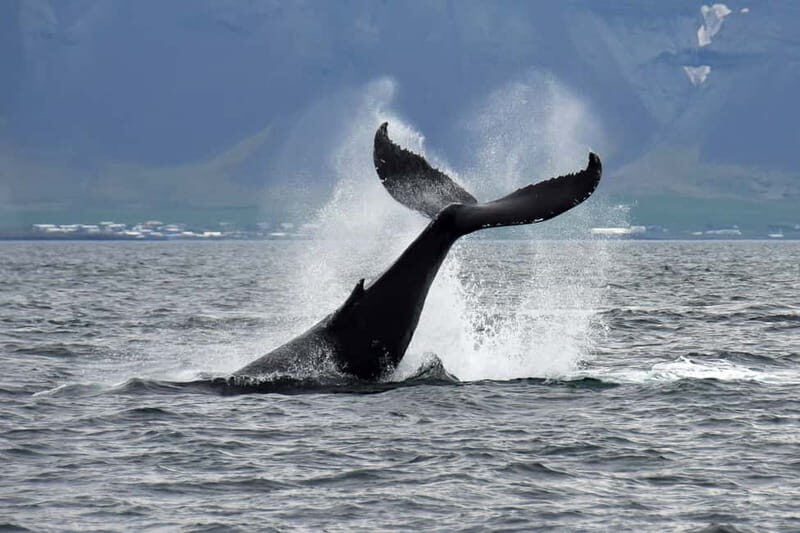 Reykjavik: Whale Watching Tour with Expert Guide - Key Highlights You Should Care About