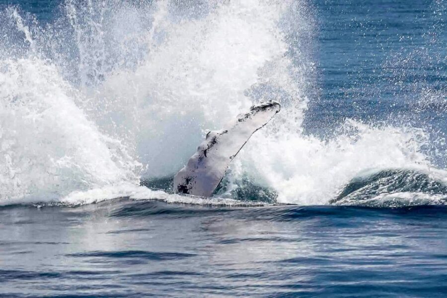 Reykjavik: Whale Watching Tour with Expert Guide - Price and Value: Is $90 Worth It?