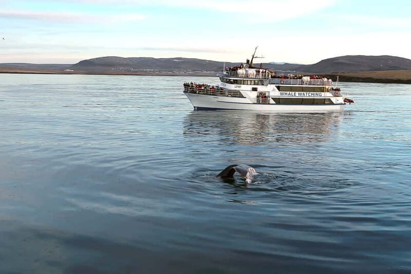 Reykjavik: Whale Watching Tour with Expert Guide - Entering Reykjavík’s Old Harbour on Andrea