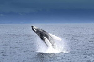 Reykjavik: Whale Watching Tour with Expert Guide - What You Learn Onboard: App, Bones, Baleen, and Teeth