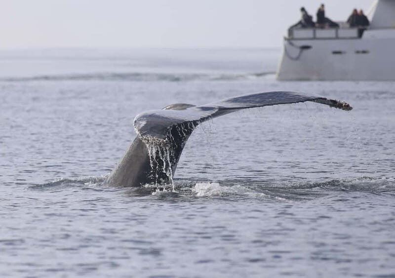 Reykjavik: Whale Watching Tour with Expert Guide - Deck Views and Warmth: How Andrea Keeps You Comfortable