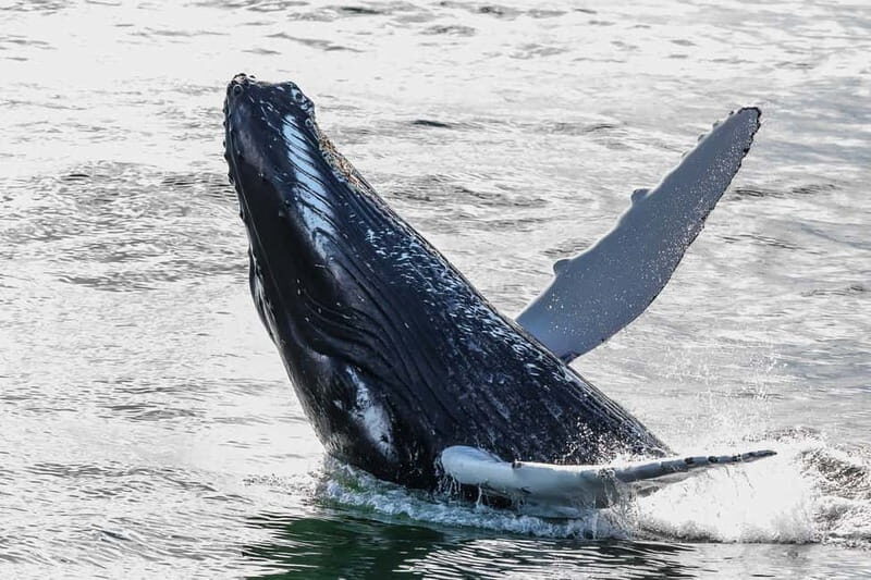 Reykjavik: Whale Watching Tour with Expert Guide - What You Might See in Faxaflói Bay (And How the Guide Helps)