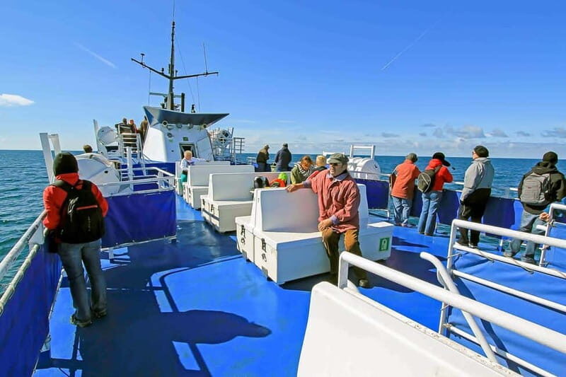 Reykjavik: Whale Watching Tour with Expert Guide - If You Don’t See Whales: The Free Return Ticket Approach