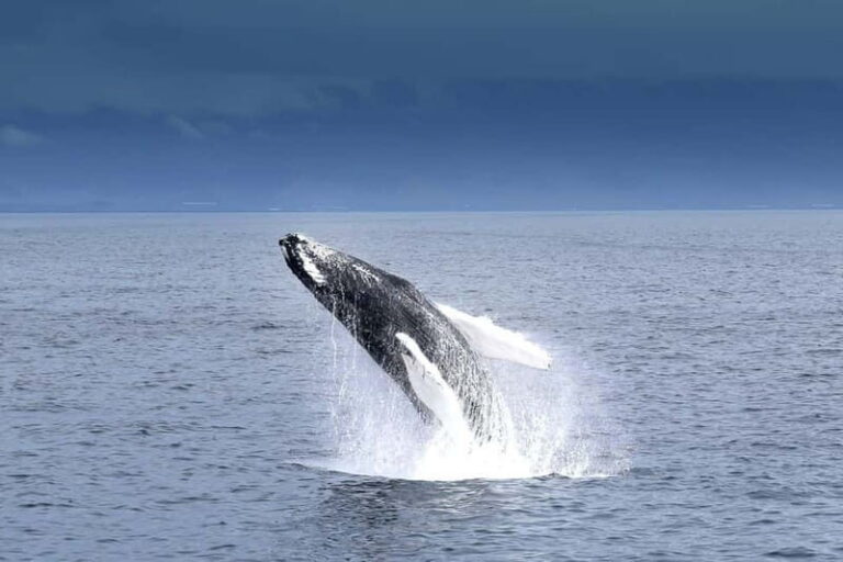 Reykjavik: Whale Watching Tour with Expert Guide
