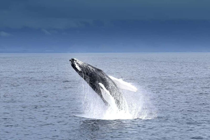Reykjavik: Whale Watching Tour with Expert Guide - What You Learn Onboard: App, Bones, Baleen, and Teeth