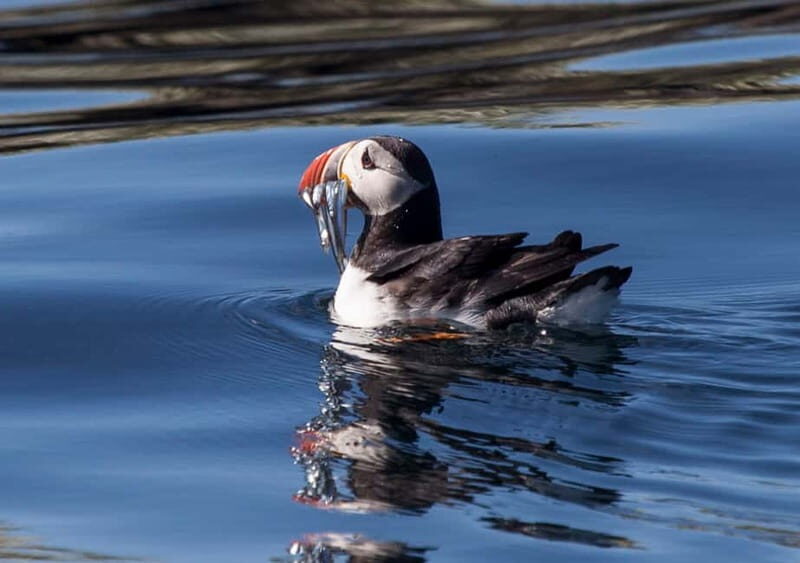 Reykjavik: Whales and Puffins Express Cruise Combo Tour - Key things that make this combo worth your time
