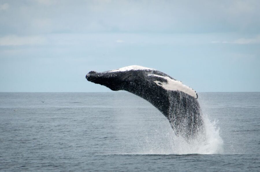 Reykjavik: Whales and Puffins Express Cruise Combo Tour - Who This Tour Fits Best (and Who Might Want a Different Plan)