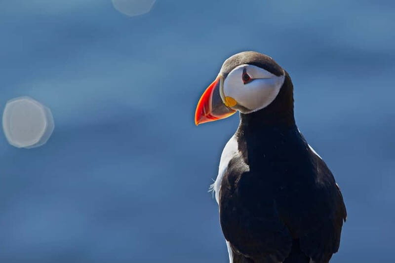 Reykjavik: Whales and Puffins Express Cruise Combo Tour - From Old Harbor to Faxaflói Bay: How the Timing Works